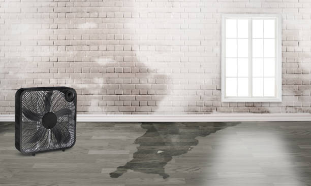 Best Water damage cleanup near me  in Nissequogue, NY